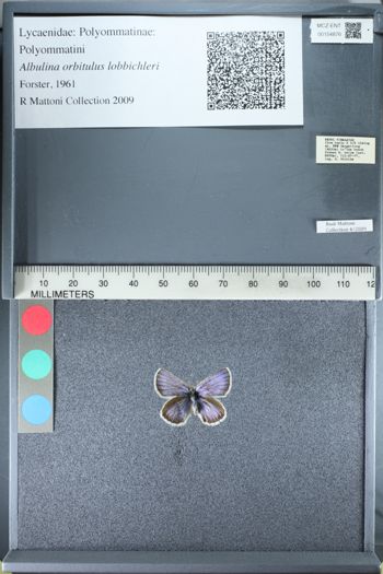 Media type: image;   Entomology 154876